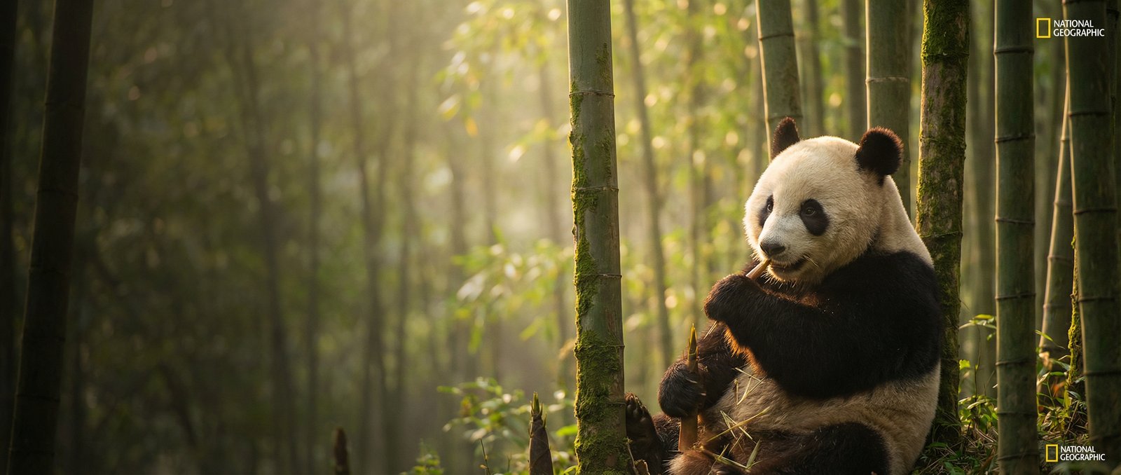 小蓝视频动物写真与视频社区